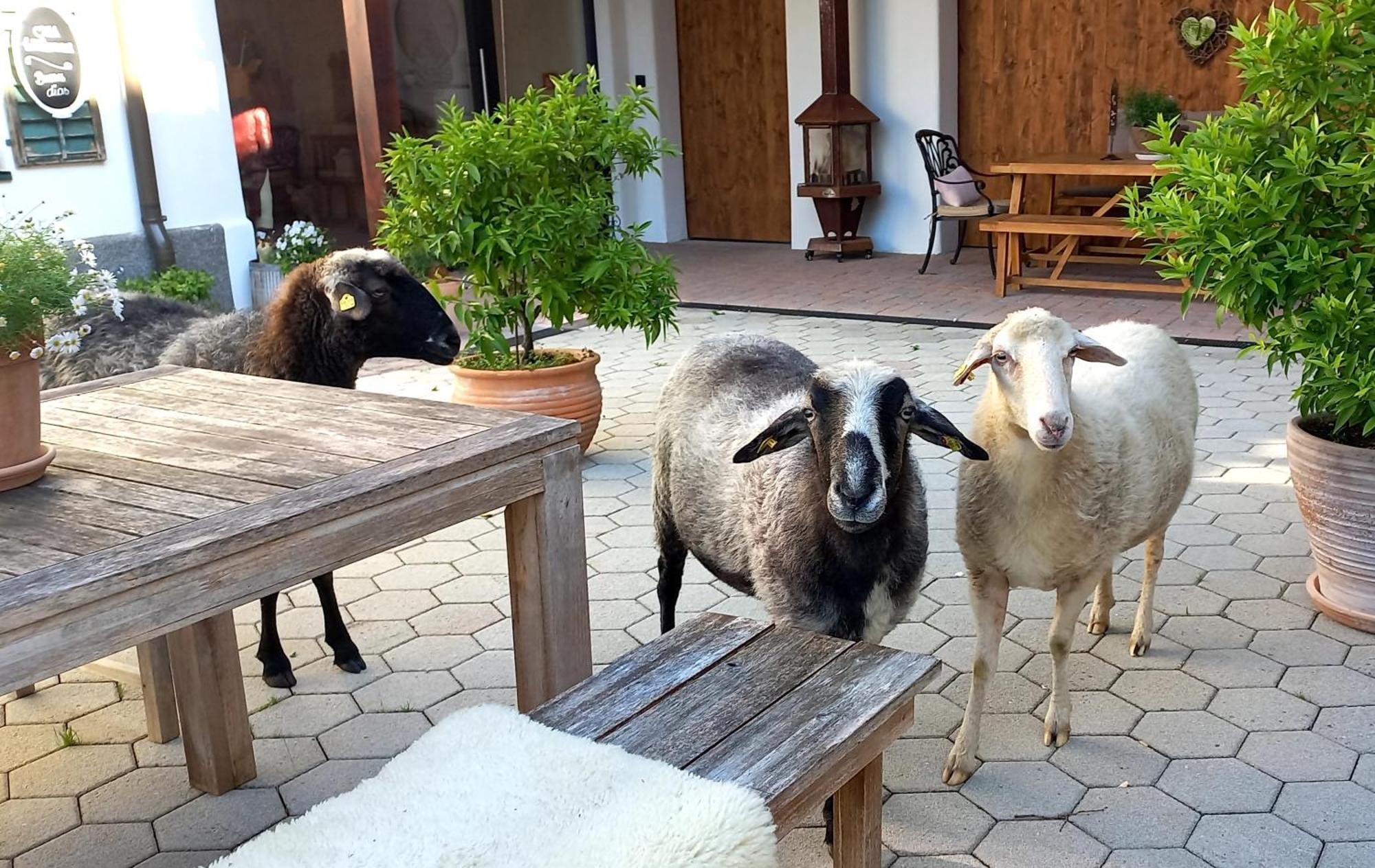 Roiderhof Irrsee Oberhofen am Irrsee Eksteriør bilde